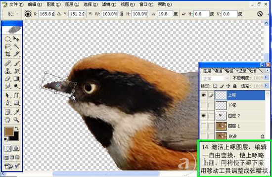 Photoshop制作GIF动态小鸟图片